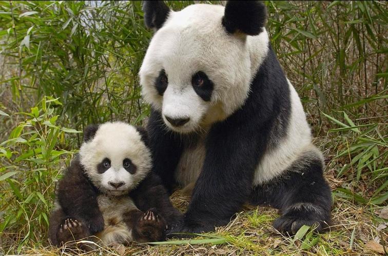 Gite Souai Et Zen , 5 Mn Du Zooparc De Beauval Saint-Aignan  Exterior foto